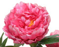 Floare artificiiala in ghiveci Peony, Everlands, 41x57 cm, textil/plastic/fier, roz